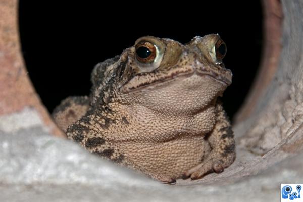 toad